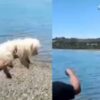 Lanza a un perro al mar c5XMAAFlyF