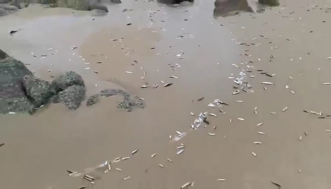 Punta de Tralca Sardinas Pescados