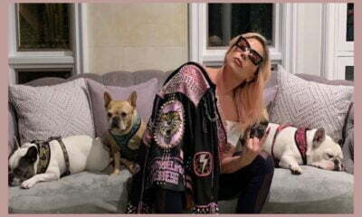 Lady gaga perros