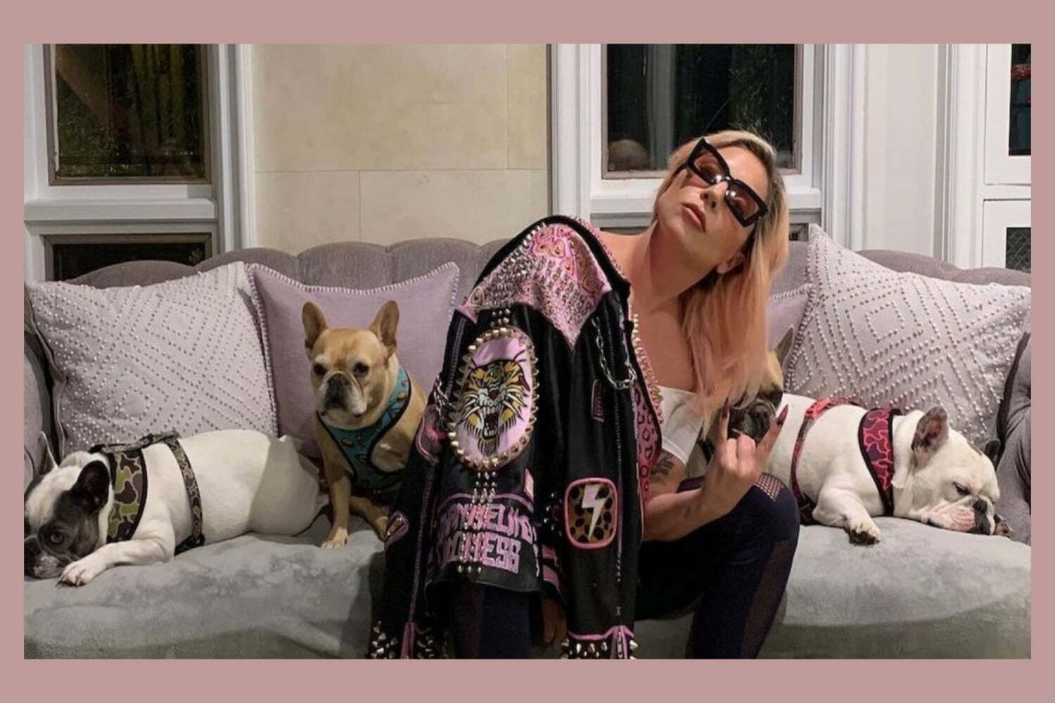 Lady gaga perros