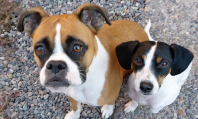 Mascotas Cano Díaz MdCM9
