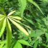 Cannabis sativa Ak P9