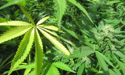 Cannabis sativa Ak P9