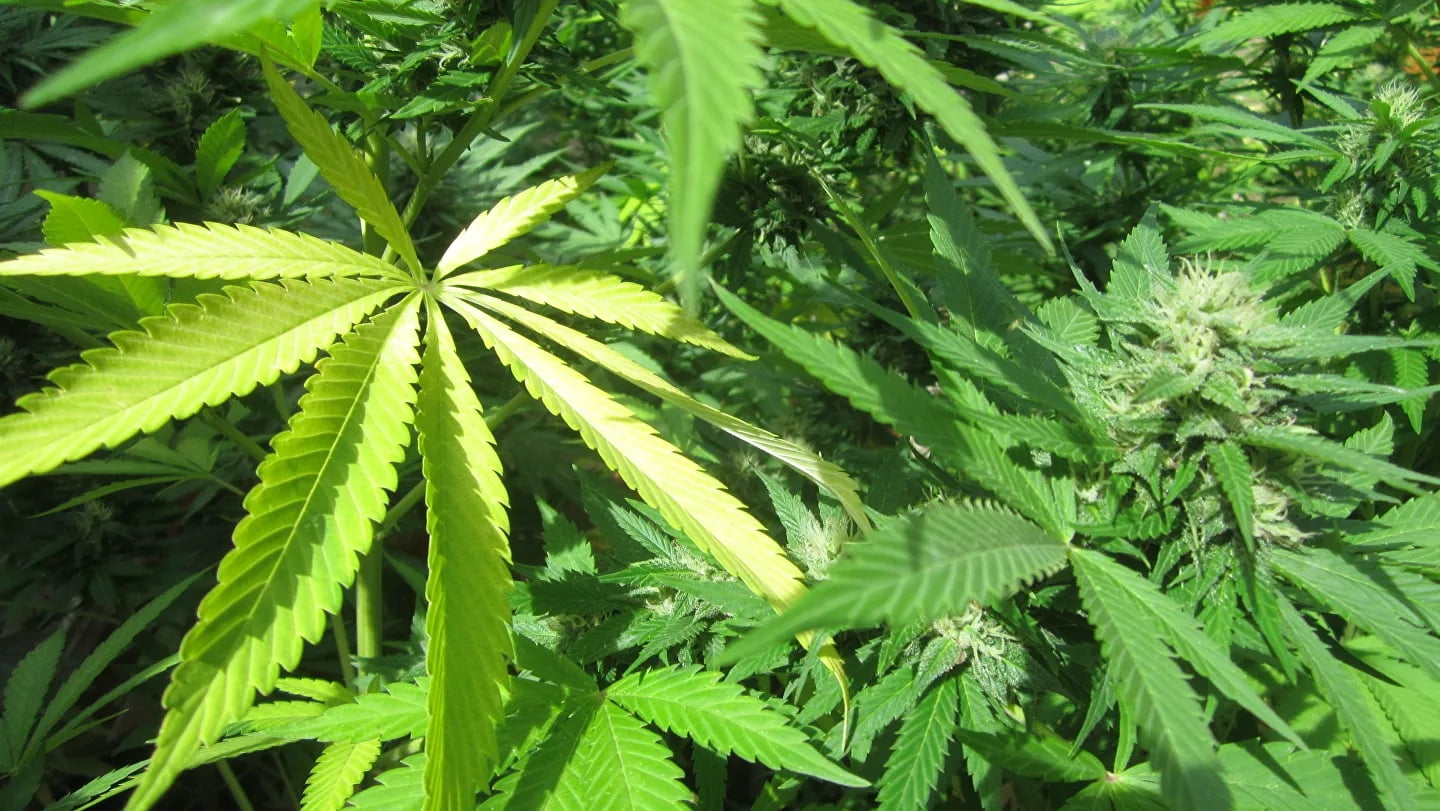 Cannabis sativa Ak P9