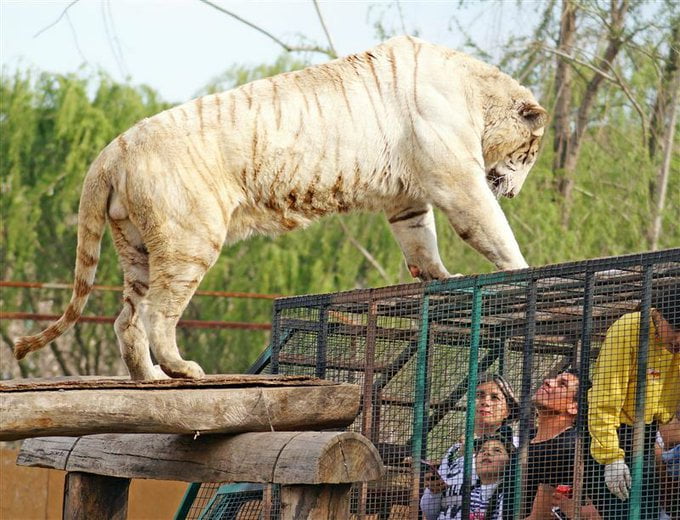 Parque safari