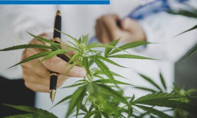 Marihuana Canabis 001A