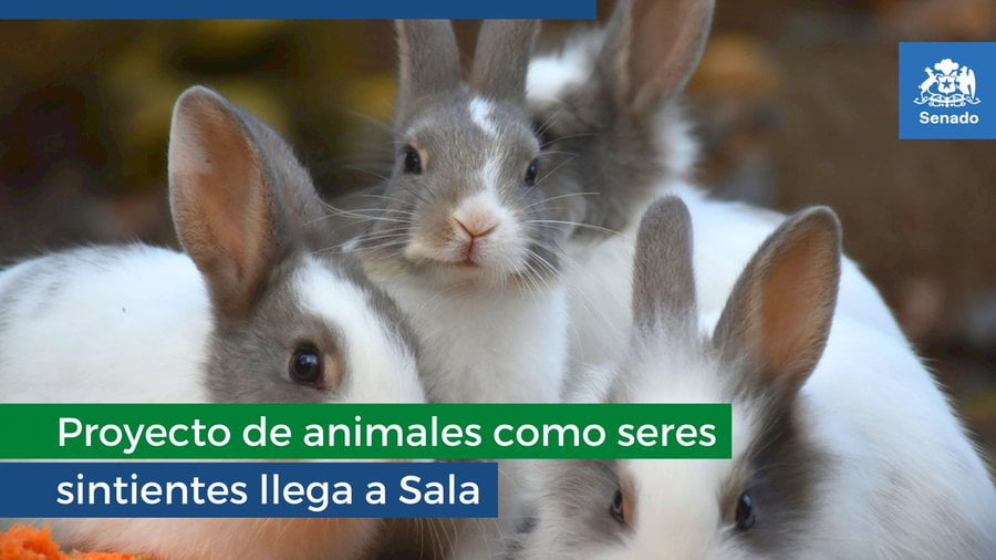 Animales