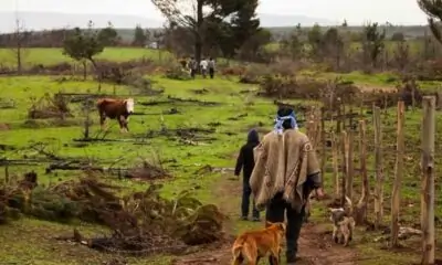 Territorio Mapuche Aaf Agencia Uno