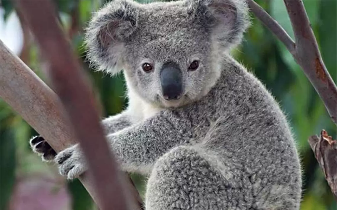La población de koalas se redujo en un 30- desde 2018