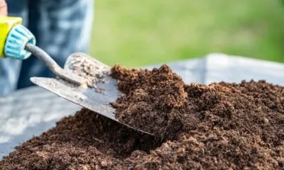 3. excrementos una solución sostenible para la crisis mundial de fertilizantes